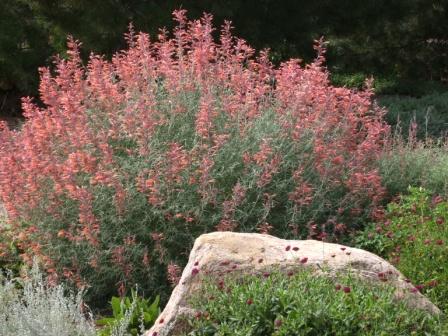 Agastache rupestris (1214)